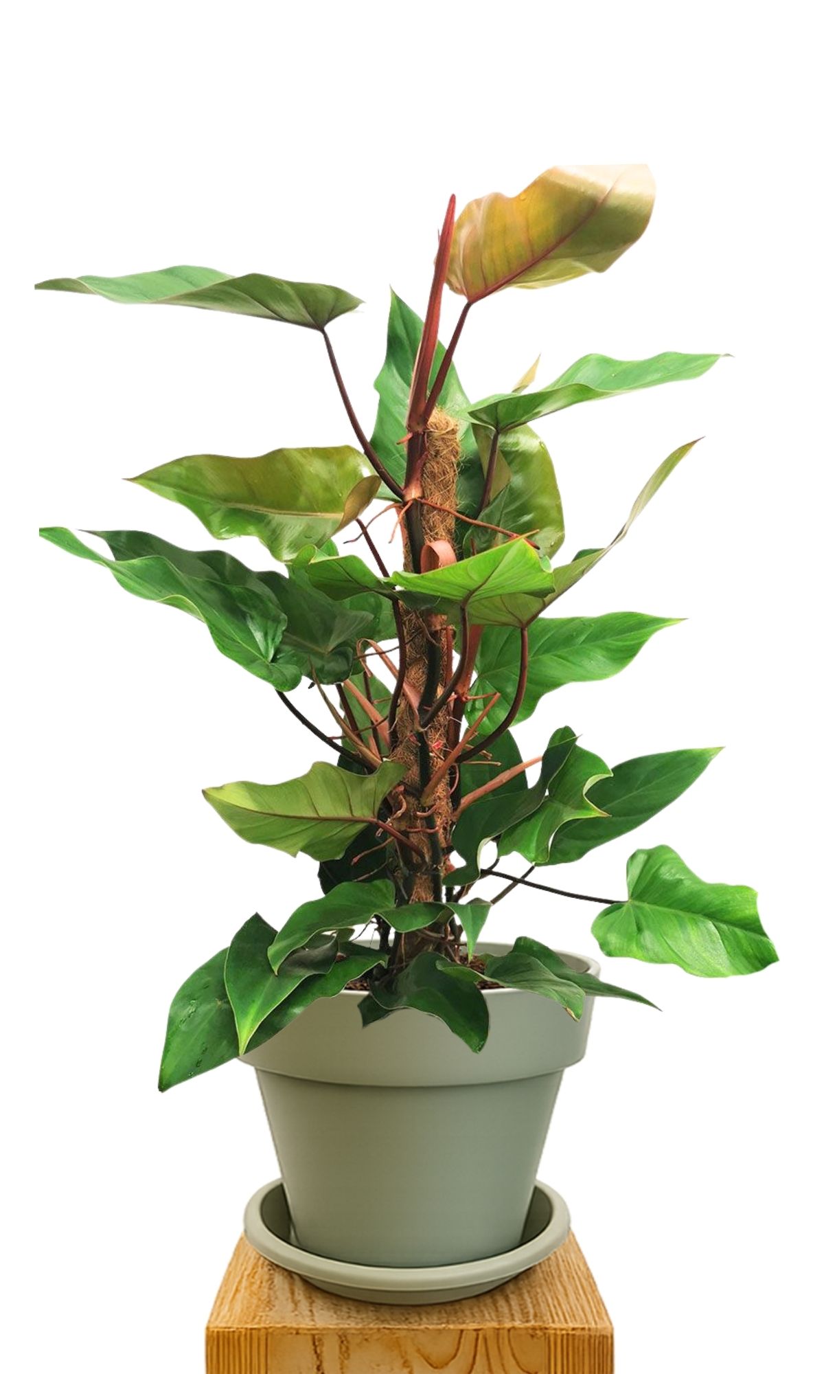 Kit de plantation 30 Vert